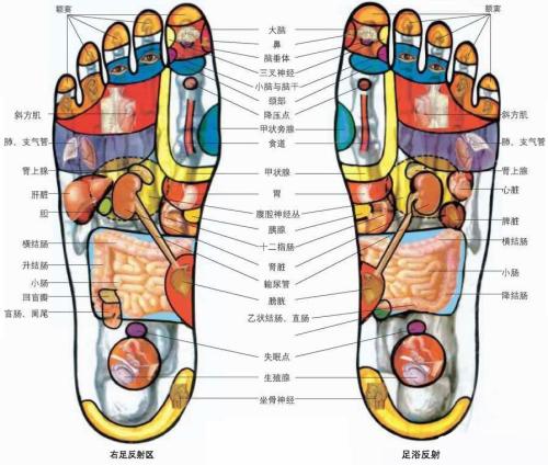足貼穴位圖 足貼穴位圖